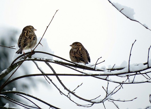 Bezpłatne pobieranie wróbli zima śnieg ptaki zwierzęta bezpłatne zdjęcia do edycji za pomocą bezpłatnego edytora obrazów online GIMP