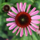 Sparse petals  screen for extension Chrome web store in OffiDocs Chromium