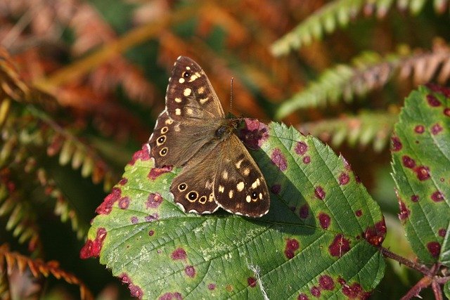 Gratis download speckled wood butterfly insect free foto om te bewerken met GIMP gratis online afbeeldingseditor