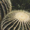 spherical cactus  screen for extension Chrome web store in OffiDocs Chromium
