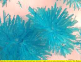Free download Spherulites of synthetic chalconatronite (1) free photo or picture to be edited with GIMP online image editor