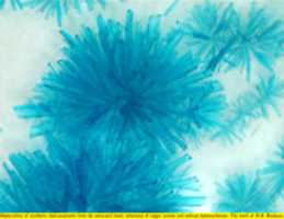 Free download Spherulites of synthetic chalconatronite (2) free photo or picture to be edited with GIMP online image editor