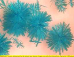 Free download Spherulites of synthetic chalconatronite (4) free photo or picture to be edited with GIMP online image editor