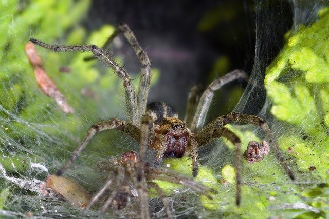 تنزيل صورة مجانية من spider agelena labyrinthica ليتم تحريرها باستخدام محرر الصور المجاني على الإنترنت GIMP