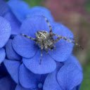 Spider and blue flower  screen for extension Chrome web store in OffiDocs Chromium
