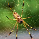 Spider and its legs  screen for extension Chrome web store in OffiDocs Chromium