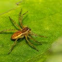 Spider and its spiny legs  screen for extension Chrome web store in OffiDocs Chromium