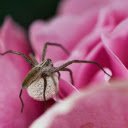 Spider and ovary  screen for extension Chrome web store in OffiDocs Chromium
