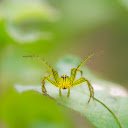 Spider and the Thorns  screen for extension Chrome web store in OffiDocs Chromium