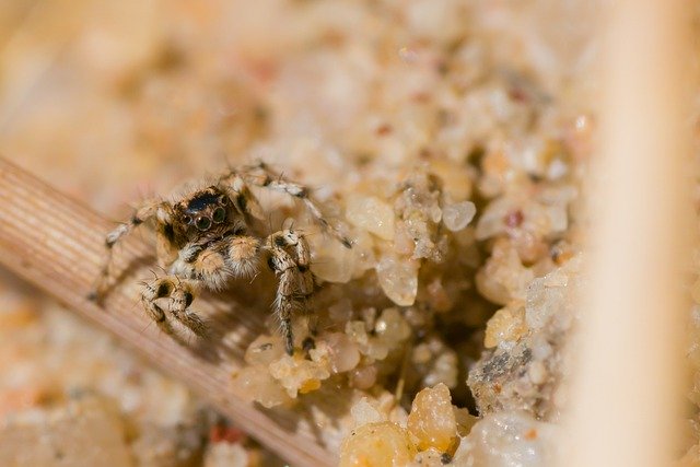 Free download spider arachnid animal aelurillus free picture to be edited with GIMP free online image editor