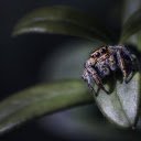Spider crawling on leaves  screen for extension Chrome web store in OffiDocs Chromium