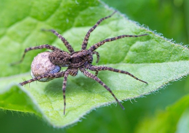 Free download spider egg arachnid insect leaf free picture to be edited with GIMP free online image editor