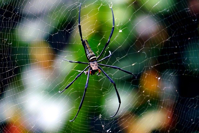 Free download spider giant spider insect free picture to be edited with GIMP free online image editor