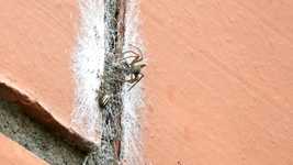 Безкоштовно завантажте комаху-павука – безкоштовну фотографію чи зображення для редагування за допомогою онлайн-редактора зображень GIMP