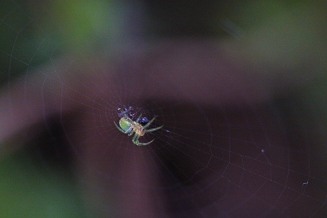 Free download spider insect entomology web free picture to be edited with GIMP free online image editor