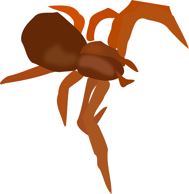 Free download Spider Insect - Free vector graphic on Pixabay free illustration to be edited with GIMP free online image editor