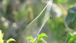 Free download Spider Insect Nature -  free free photo or picture to be edited with GIMP online image editor