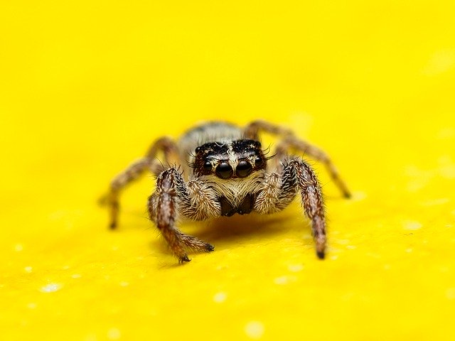 Free download spider insect nature macro free picture to be edited with GIMP free online image editor