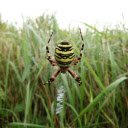 Spider in the grass  screen for extension Chrome web store in OffiDocs Chromium