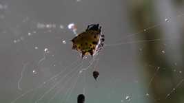 دانلود رایگان Spider Nature Macro - ویدیوی رایگان قابل ویرایش با ویرایشگر ویدیوی آنلاین OpenShot