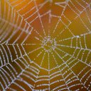 Spider nest  screen for extension Chrome web store in OffiDocs Chromium