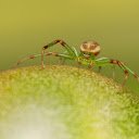 Spiders are greener  screen for extension Chrome web store in OffiDocs Chromium