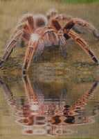 Free download Spiders In The Rain [GIFS] free photo or picture to be edited with GIMP online image editor