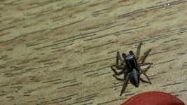 Bezpłatne pobieranie Spider Small Arachnid - darmowy film do edycji za pomocą internetowego edytora wideo OpenShot
