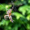 Spider spinning web  screen for extension Chrome web store in OffiDocs Chromium