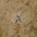 Spider spinning web  screen for extension Chrome web store in OffiDocs Chromium