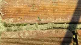 Free download Spider Weaver Insect -  free video to be edited with OpenShot online video editor