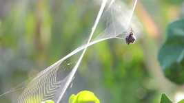 Free download Spider Weaver Web Arachnid -  free video to be edited with OpenShot online video editor