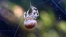 Скачать бесплатно Spider Web - бесплатное видео для редактирования с помощью онлайн видеоредактора OpenShot