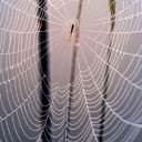Spider Web and Baby Spider  screen for extension Chrome web store in OffiDocs Chromium