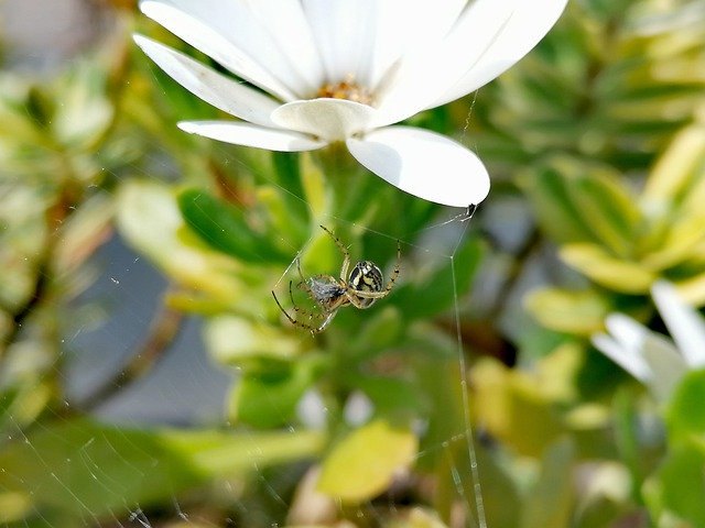 Free download spider web be crazy insect nature free picture to be edited with GIMP free online image editor