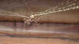 Free download Spider Web Cleaning House -  free video to be edited with OpenShot online video editor