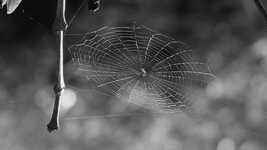 Free download Spider Web Nature -  free video to be edited with OpenShot online video editor
