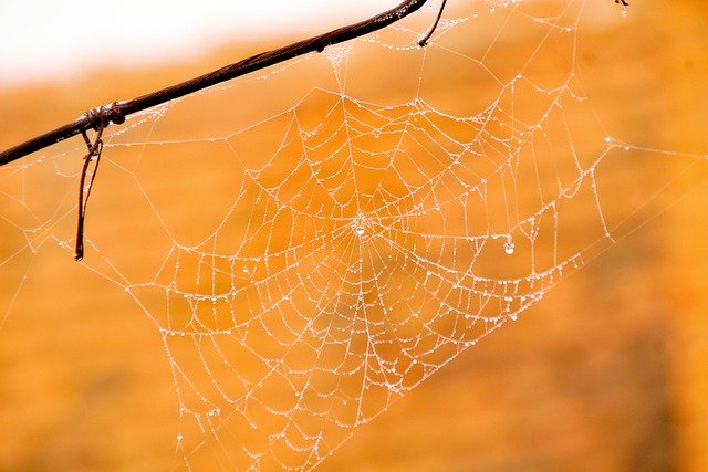 Free download spiderweb sunset dewdrops nature free picture to be edited with GIMP free online image editor