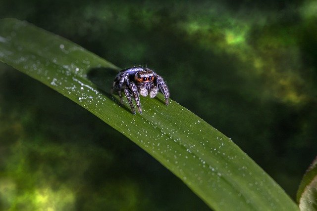 Free graphic spider zebra insect jumping macro to be edited by GIMP free image editor by OffiDocs