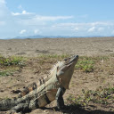 Spiny lizard  screen for extension Chrome web store in OffiDocs Chromium