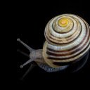 Spiral shell snail  screen for extension Chrome web store in OffiDocs Chromium