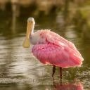 Spoonbill Theme  screen for extension Chrome web store in OffiDocs Chromium