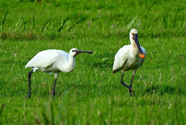 Free download spoonbill wading bird animal bird free picture to be edited with GIMP free online image editor