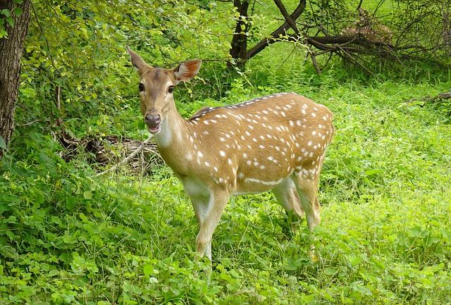 ດາວ​ໂຫຼດ​ຟຣີ spotted deer chital deer doe deer ຮູບ​ຟຣີ​ທີ່​ຈະ​ໄດ້​ຮັບ​ການ​ແກ້​ໄຂ​ທີ່​ມີ GIMP ບັນນາທິການ​ຮູບ​ພາບ​ອອນ​ໄລ​ນ​໌​ຟຣີ