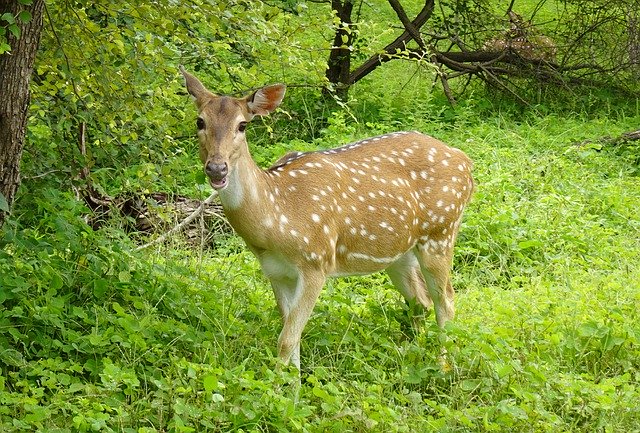 Free download spotted deer chital deer doe deer free picture to be edited with GIMP free online image editor