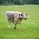 Spotted white cow with curved horns  screen for extension Chrome web store in OffiDocs Chromium