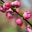 Spring Awakening  screen for extension Chrome web store in OffiDocs Chromium