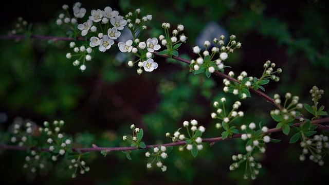 Free download spring awakening 4 k wallpaper free picture to be edited with GIMP free online image editor