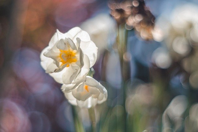 Free download spring bloom narcissus bokeh m42 free picture to be edited with GIMP free online image editor