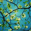 Spring Blossoms Against the Sky  screen for extension Chrome web store in OffiDocs Chromium